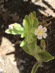 Erythranthe parishii