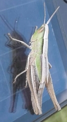 Acrididae