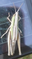 Acrididae