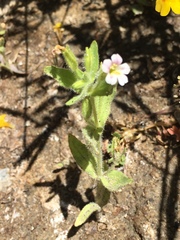 Erythranthe parishii
