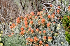 Castilleja hololeuca