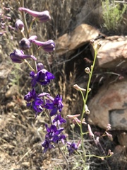 Delphinium parishii subglobosum