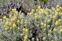 Castilleja hololeuca