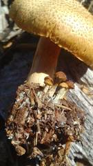 Gymnopilus lepidotus