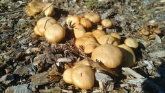 Gymnopilus lepidotus