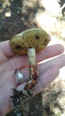 Retiboletus fuscus