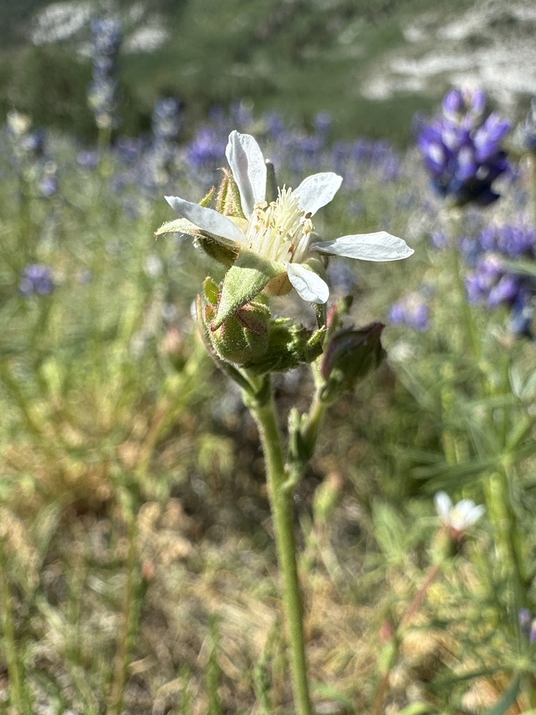 Horkeliella