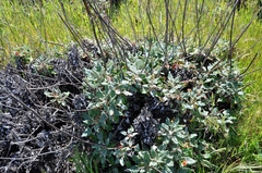 Eriogonum grande