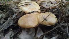 Suillus cothurnatus