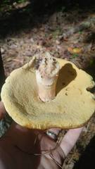 Xanthoconium purpureum