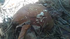 Xanthoconium purpureum