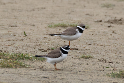 Chorlitejo grande (Charadrius hiaticula)