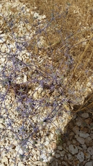 Eryngium creticum