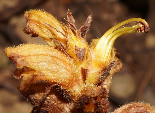 Image of Orobanche salviae by (c) Patrick Hacker, some rights reserved (CC BY)