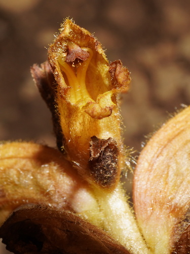 Image of Orobanche salviae by (c) Patrick Hacker, some rights reserved (CC BY)