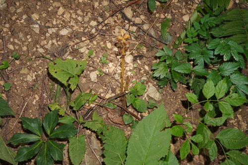 Image of Orobanche salviae by (c) Patrick Hacker, some rights reserved (CC BY)