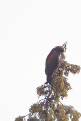 Parabuteo unicinctus