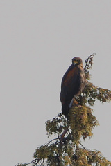 Parabuteo unicinctus