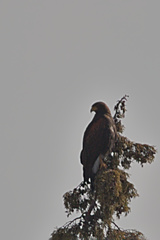 Parabuteo unicinctus