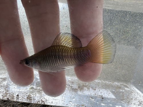 Merry widow (Phallichthys amates) — Poeciliidae — 2