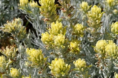 Castilleja hololeuca