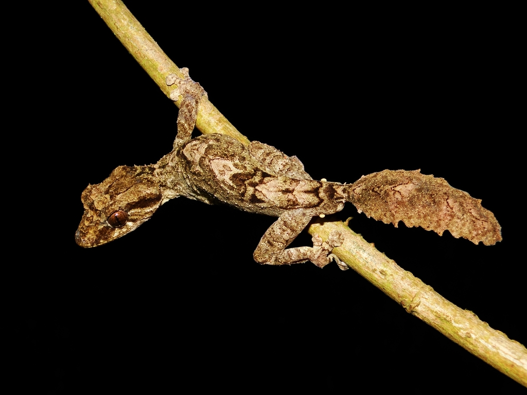 Northern Fiat-Tail Gecko
