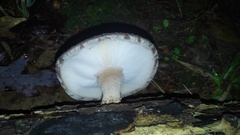 Lentinula edodes