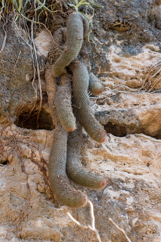 Mammillaria guerreronis