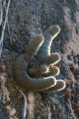 Mammillaria guerreronis