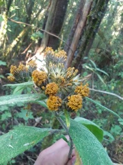 Verbesina oncophora