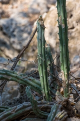 Stenocereus beneckei, photograph (c) José Javier Barrios Flores, some rights reserved (CC BY)