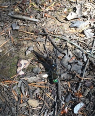 Cordulia shurtleffii