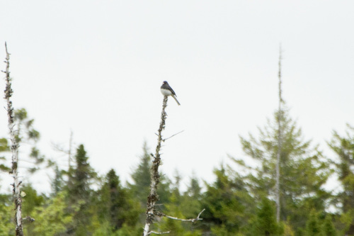Junco hyemalis image