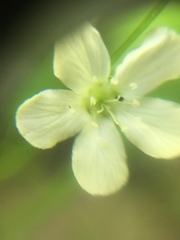 Moehringia lateriflora