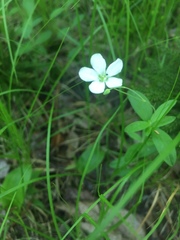 Moehringia lateriflora