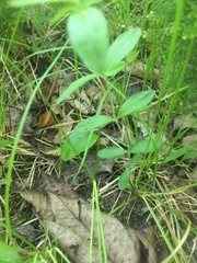 Moehringia lateriflora