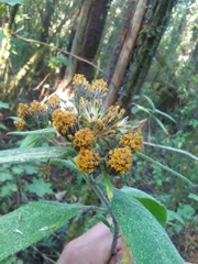 Verbesina oncophora