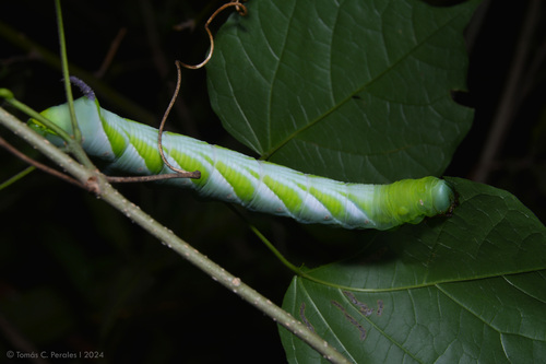 Manduca florestan