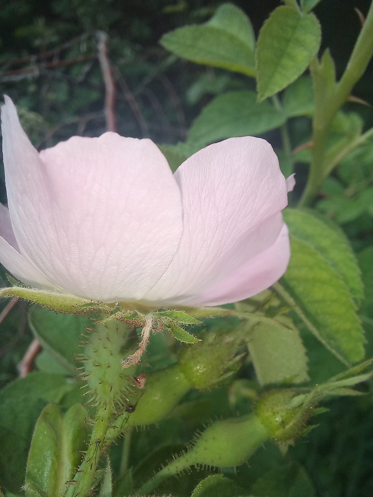 Imagem de Rosa silvestre