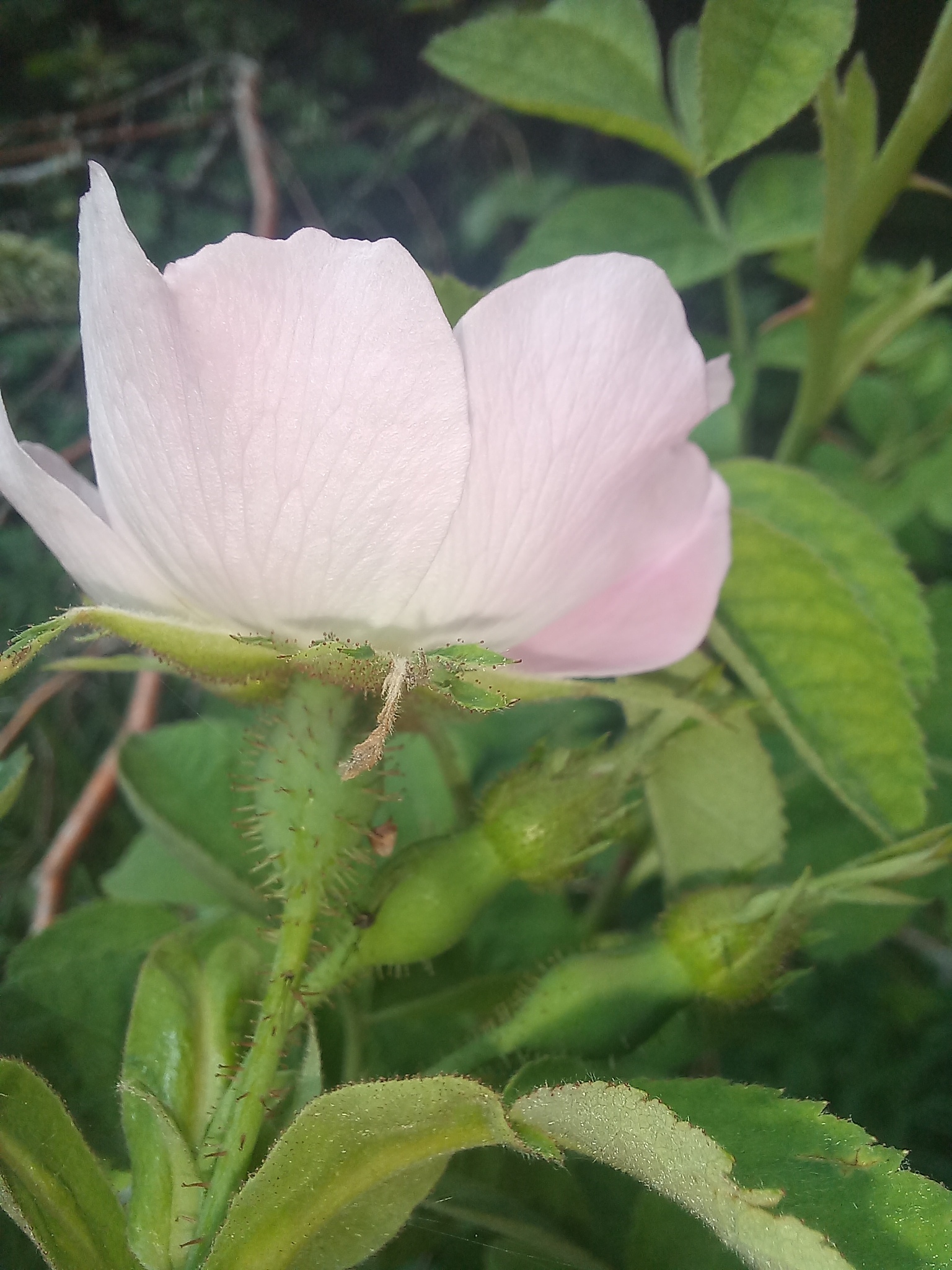 Imagem de Rosa silvestre
