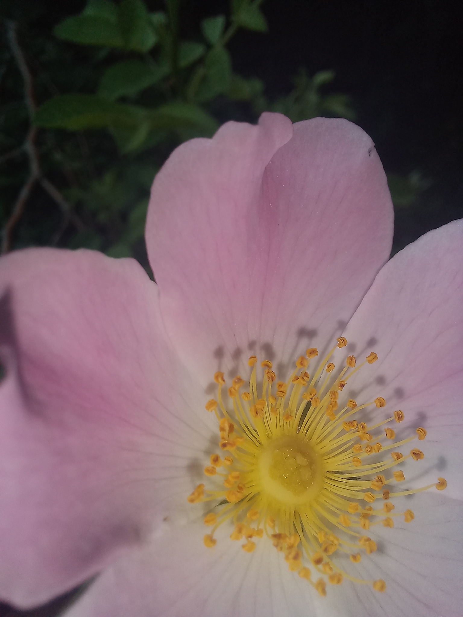 Imagem de Rosa silvestre