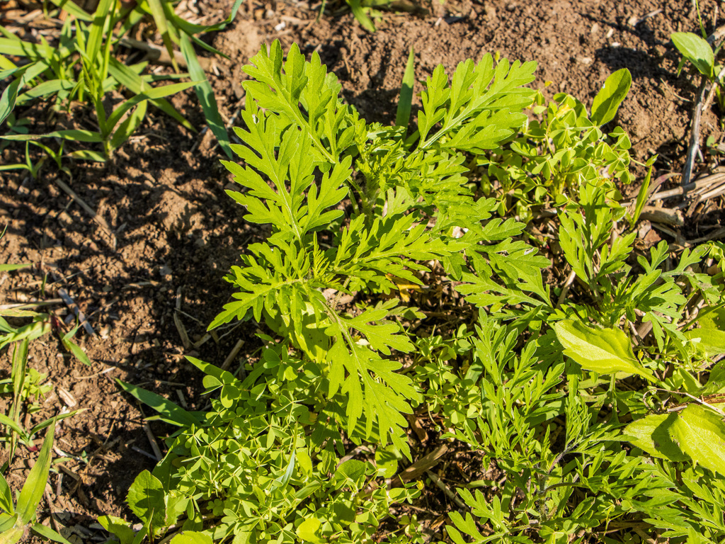 common ragweed from Lennox and Addington County, ON, Canada on June 15 ...
