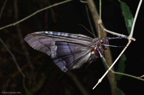 Black witch moth