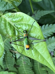 Paramastax rosenbergi