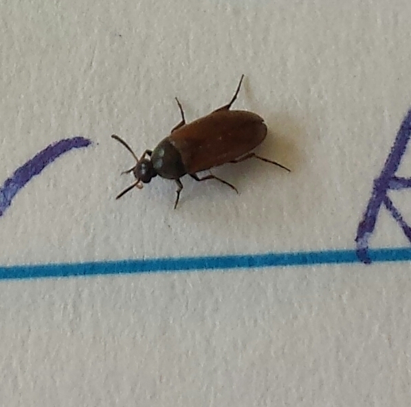 Yellow-winged False Flower Beetle
