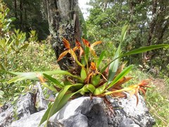 Maxillaria cucullata