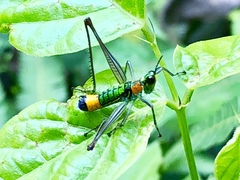 Paramastax rosenbergi