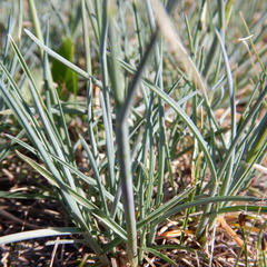 Poa secunda