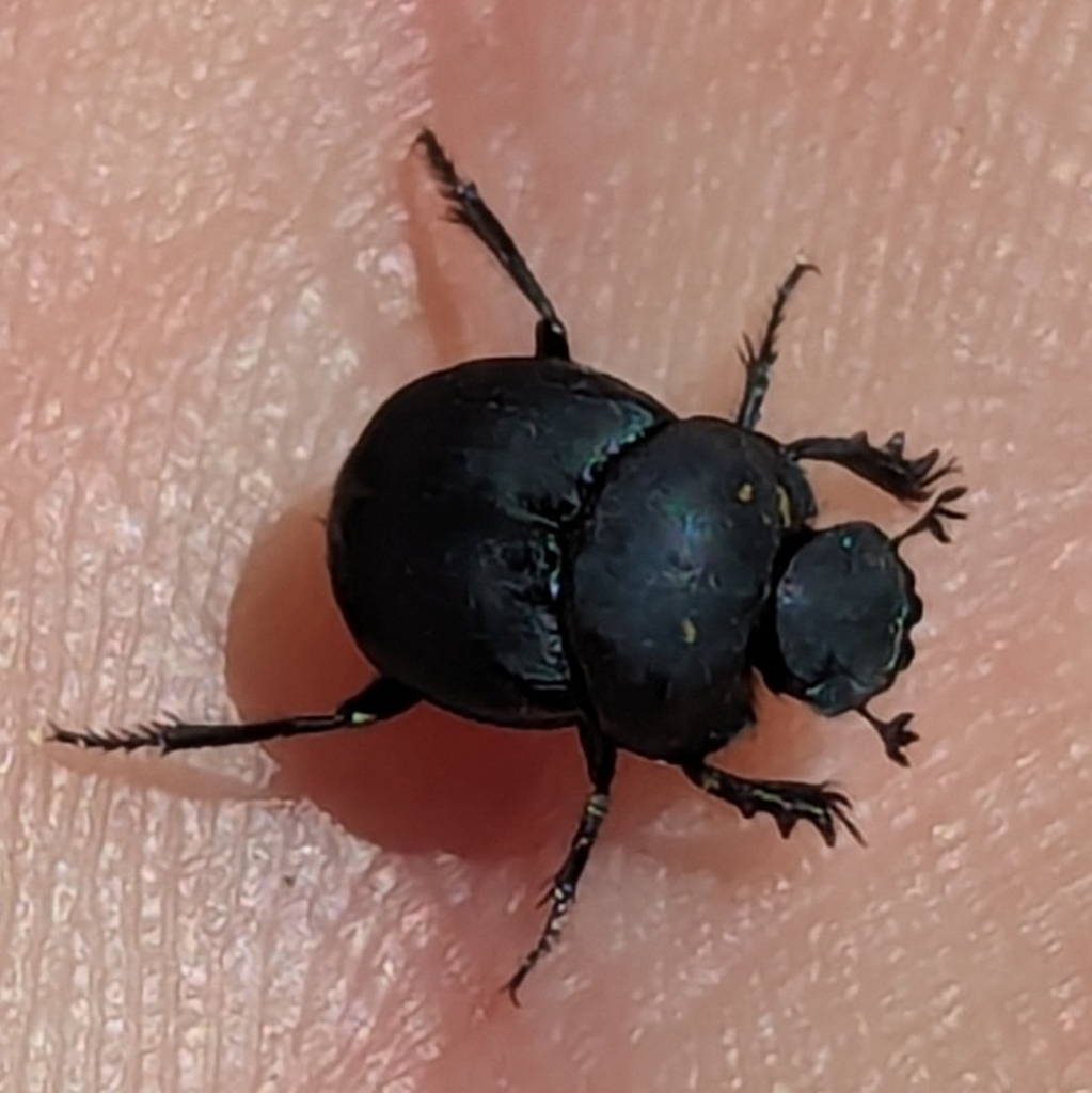 Canthon simplex