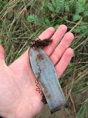 Scyliorhinus stellaris